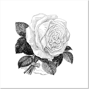 White Rose Vintage Botanical Illustration Posters and Art
